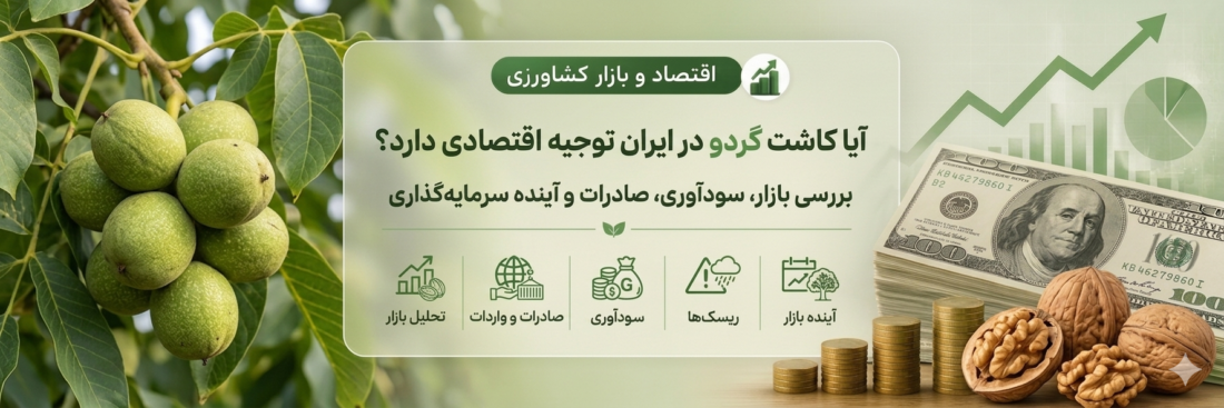 آیا کاشت گردو در ایران توجیه اقتصادی دارد؟ | بررسی بازار، سودآوری، صادرات و آینده سرمایه‌گذاری