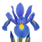 پیاز گل زنبق هلندی رنگ آبی آسمانی