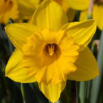 پیاز گل نرگس هلندی رقم daffodil Carlton