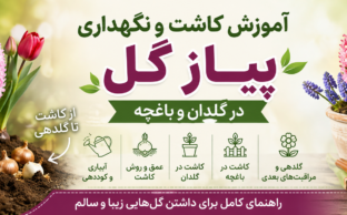 آموزش کاشت و نگهداری پیاز گل در گلدان و باغچه؛ از کاشت تا گلدهی