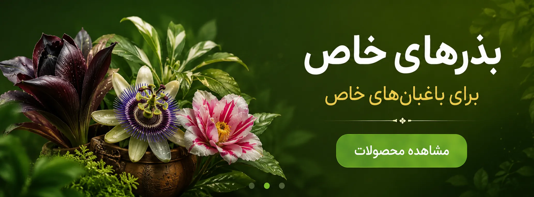 خرید بذرهای خاص منصوری گل
