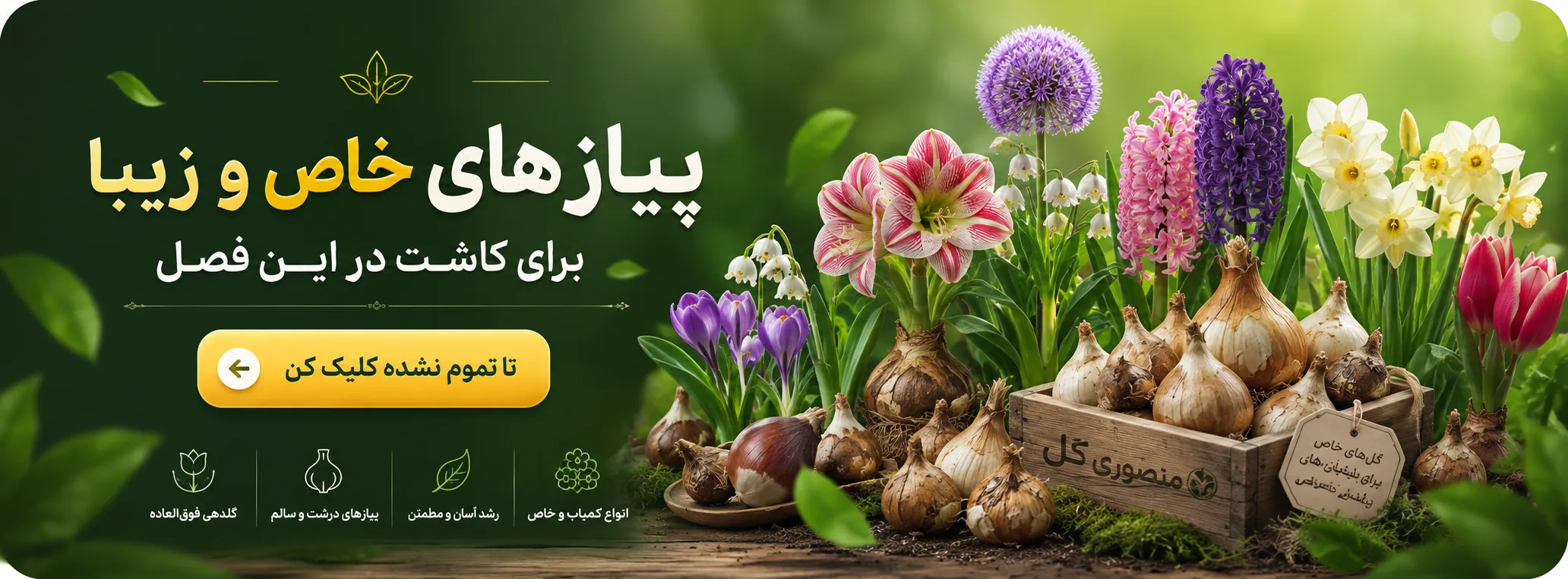 خرید پیازهای خاص منصوری گل-1