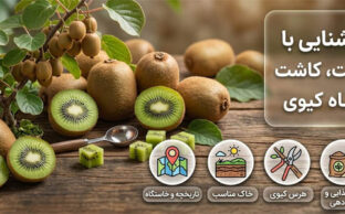 معرفی کیوی