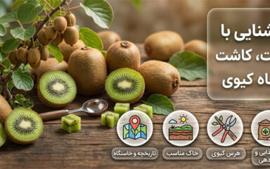 معرفی کیوی