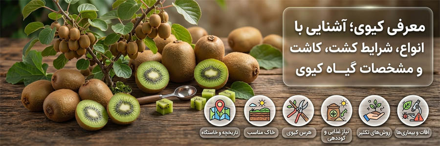 معرفی کیوی