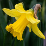 پیاز گل نرگس هلندی رقم daffodil dutch master