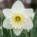 پیاز گل نرگس هلندی رقم narcissus Mount Hood