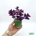 گل اکسالیس بنفش منصوری