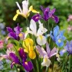 پیاز گل زنبق هلندی و آلمانی میکس 5 عددی