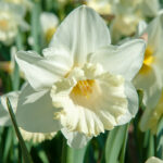 پیاز گل نرگس هلندی رقم narcissus Mount Hood