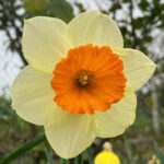 پیاز گل نرگس هلندی رقم narcissus salome