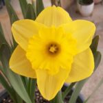 پیاز گل نرگس هلندی رقم narcissus yellow river