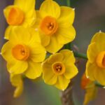 پیاز گل نرگس هلندی رقم narcissus grand soleil