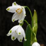 پیاز گل leucojum aestivum