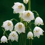 پیاز گل leucojum aestivum