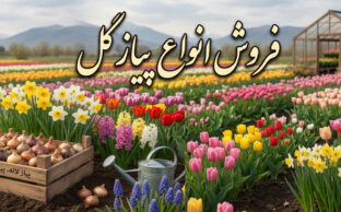 خرید پیاز گل انواع پیاز گل از منصوری گل