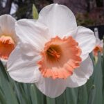 پیاز گل نرگس هلندی رقم narcissus salome