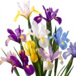 پیاز گل زنبق هلندی و آلمانی میکس