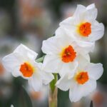پیاز گل نرگس رقم narcissus ford