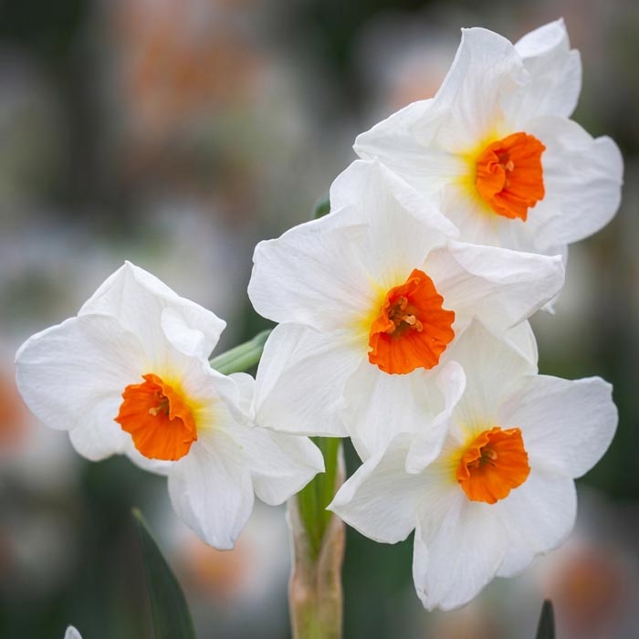 پیاز گل نرگس رقم narcissus ford