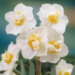 پیاز گل نرگس هلندی رقم narcissus Cheerfulness