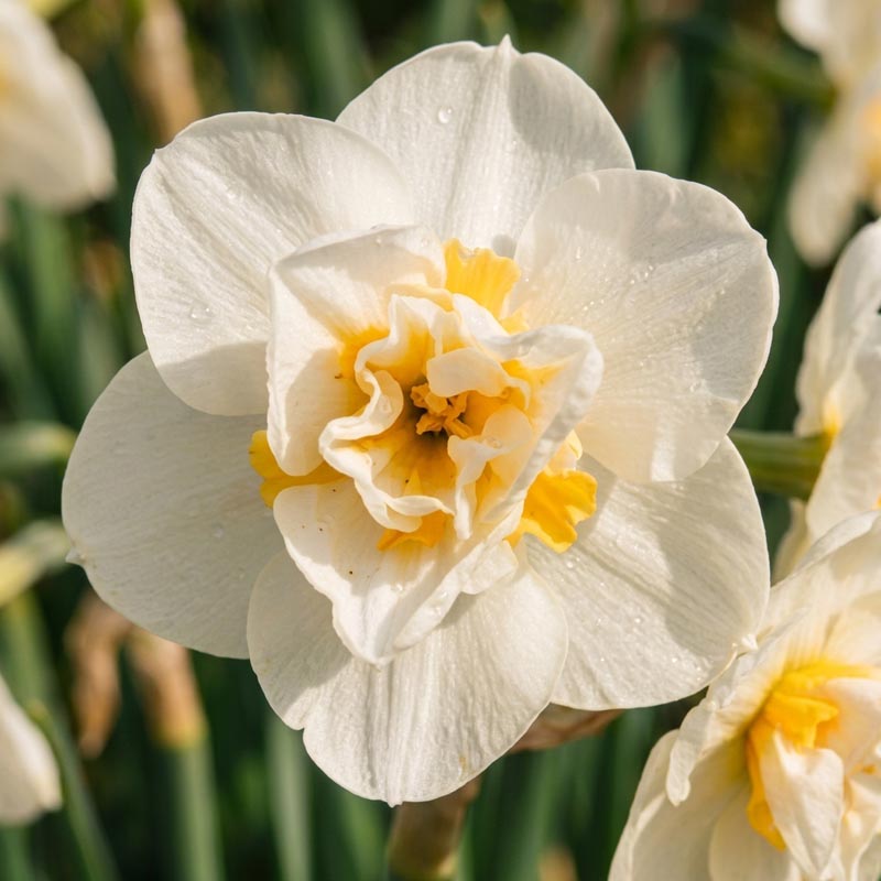 پیاز گل نرگس هلندی رقم narcissus Cheerfulness