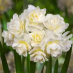 پیاز گل نرگس هلندی رقم narcissus Erlicheer