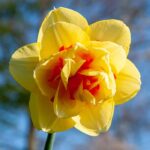 پیاز گل نرگس هلندی رقم narcissus Tahiti