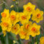 پیاز گل نرگس هلندی رقم narcissus grand soleil