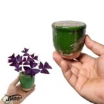 گل اکسالیس بنفش آماده رشد گلدان سفالی