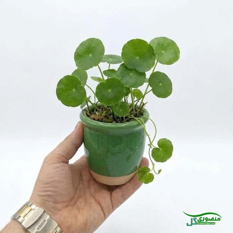 گیاه هیدروکوتیل