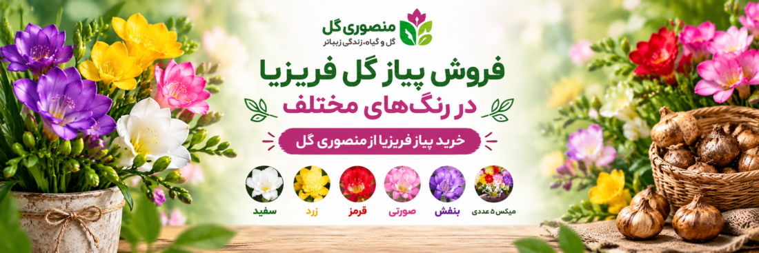 خرید پیاز گل فریزیا