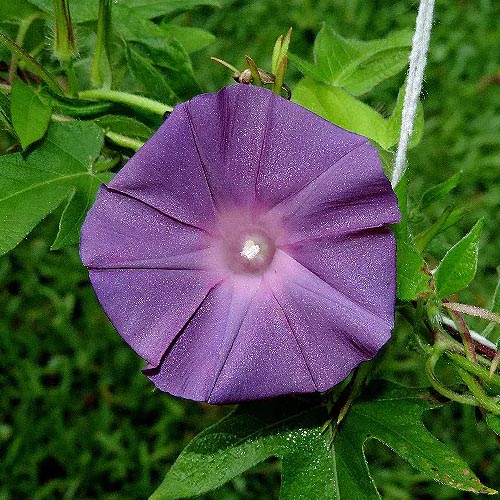 بذر گل نیلوفر پیچ نیل جواهر جنوب منصوری گل