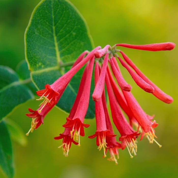 بذر گل پیچ آبجویی