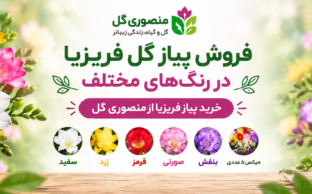 خرید پیاز گل فریزیا