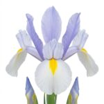 پیاز گل زنبق هلندی سیلور بیوتی