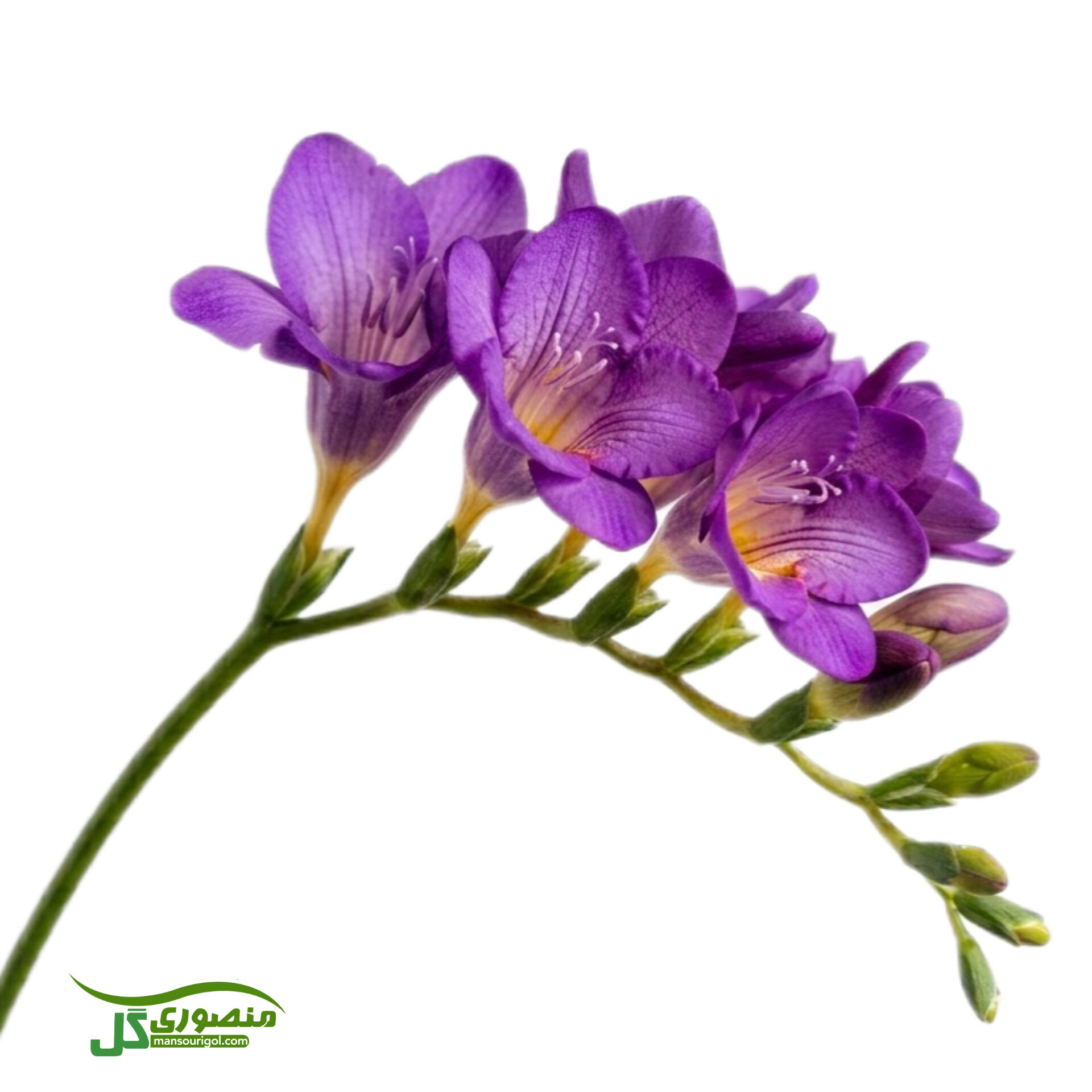 پیاز گل فریزیا بنفش