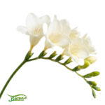 پیاز گل فریزیا سفید