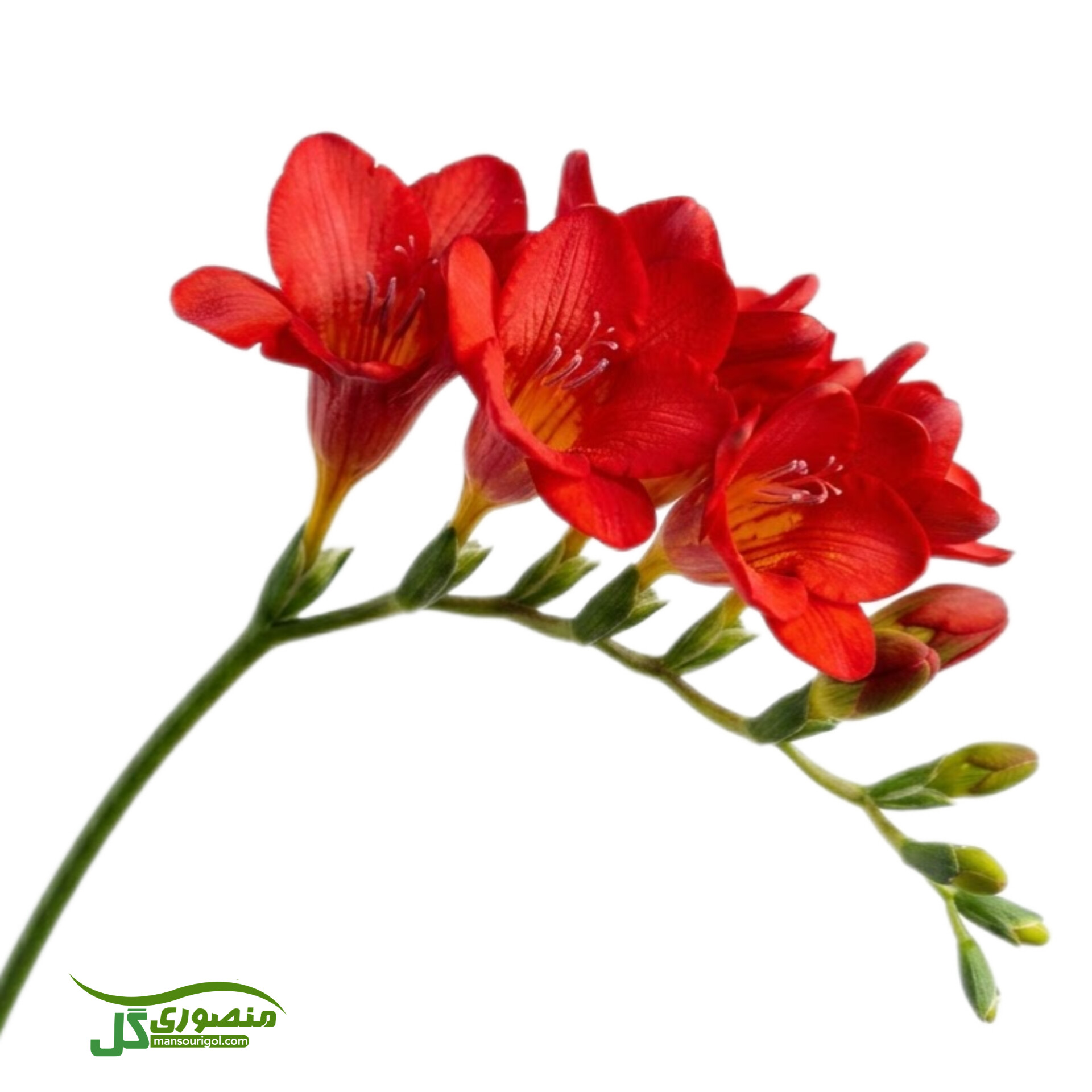 پیاز گل فریزیا قرمز